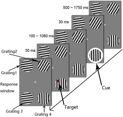 Cortical Distance but Not Physical Distance Modulates Attentional Rhythms